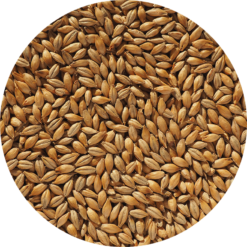 לתת מעושן smoked beechwood malt