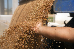Tractor,is,dumping,wheat,grains,to,silo